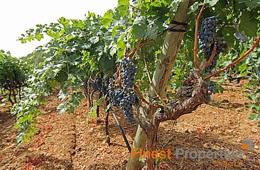 Traumhaftes Baugrundstück bei Binissalem, mitten im Weingebiet mit schönem Blick auf die einmalige Landschaft